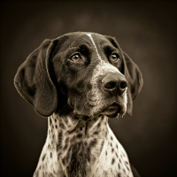 StevenRaccoon's Avatar