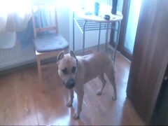 Nice Blowjob Dominance for Sensual Fuck