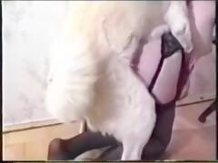 Best Scenes From Animal Passion Part 1