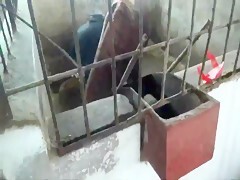 The doctor examines her horse that everything works well