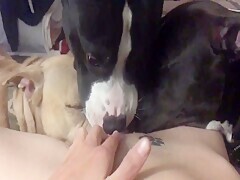 Skinny Housewife Cheats On Hubby With Horny Dog