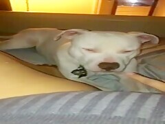 Dog His Mouth Pussy Licking