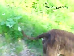 Outdoor Sex Fucking A Big Ass