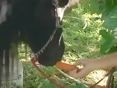 Vintage horse sex video