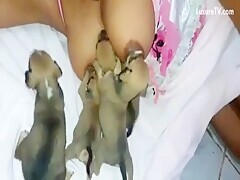 Hungry puppies want milk