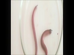 Other ways to have sex with bugs