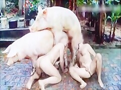 Pig fucks pig and boy sucks his cock
