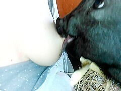 Pig eating my tits