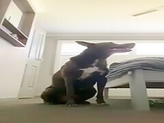 Playing With Her Pussy On Webcam